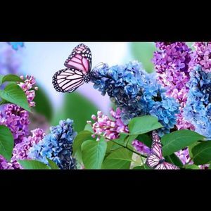 Meet your Posher, Crystal